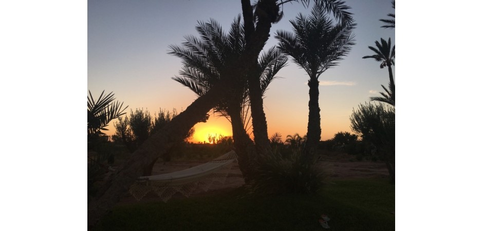 House in the middle of a palm grove