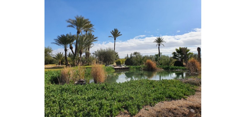 House in the middle of a palm grove