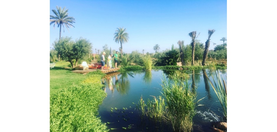 House in the middle of a palm grove