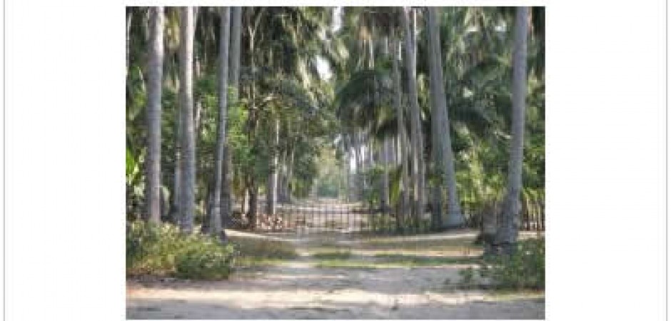 This is a coconut plantation, more ...