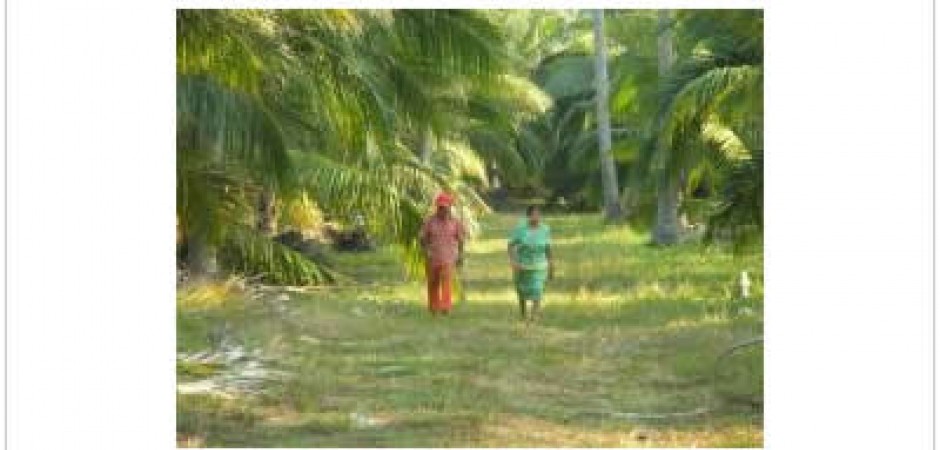 This is a coconut plantation, more ...