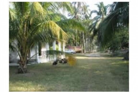 This is a coconut plantation, more ...