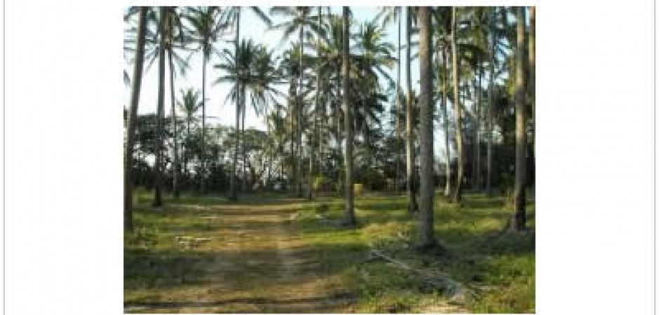 El lugar es una plantación de coco...